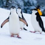 I can't stop switching between Linux Distros (Distro hopping)